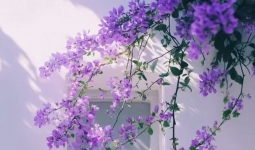 Ʒһ